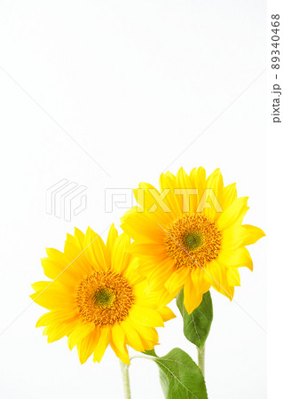 ひまわり 89340468