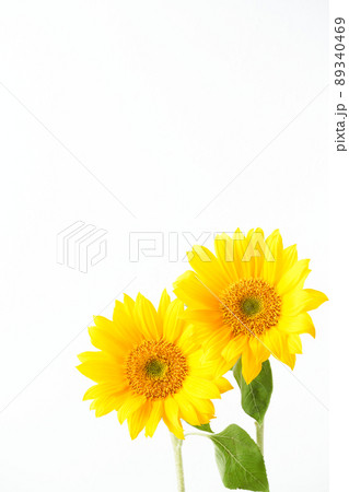 ひまわり 89340469