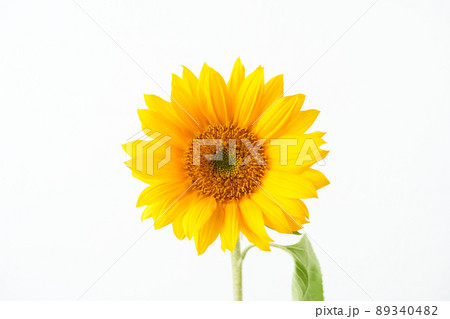 ひまわり 89340482