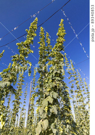 Hop field in Zatec region, Czech Republic Hop field in Zatec region, Czech Republic 89340853