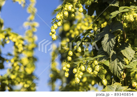 Hop field in Zatec region, Czech Republic Hop field in Zatec region, Czech Republic 89340854