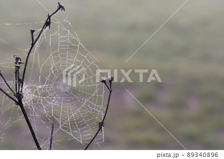 Spider web in sunrise sun 89340896