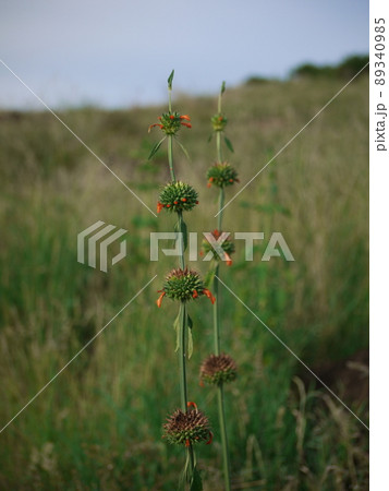 アフリカ大陸に咲く立派な草花 アフリカ大陸に咲く立派な草花 89340985