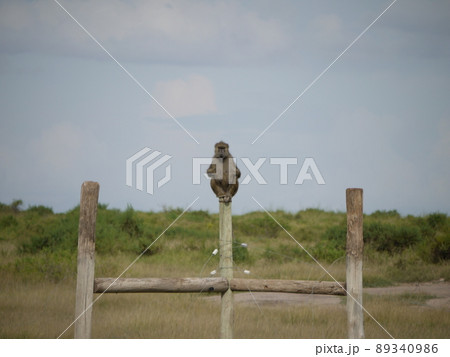 座りながらじっと見つめてくる野生のサル 89340986