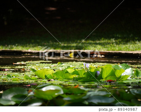 太陽に照らされた池に浮かぶ草花 太陽に照らされた池に浮かぶ草花 89340987