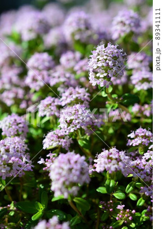 タイム・ロンギカウリス（クリーピングタイム） 89341111