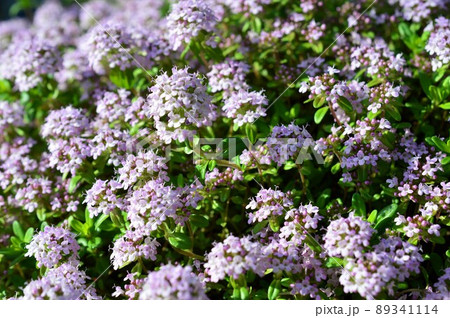 タイム・ロンギカウリス（クリーピングタイム） 89341114