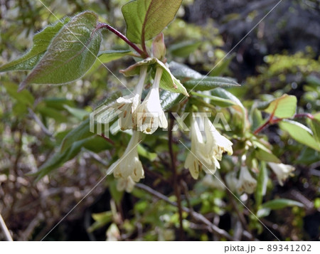 アラゲヒョウタンボク(秋田県男鹿市寒風山・5月2日) アラゲヒョウタンボク(秋田県男鹿市寒風山・5月2日) 89341202