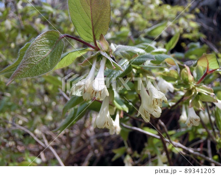 アラゲヒョウタンボク（秋田県男鹿市寒風山・5月2日） 89341205