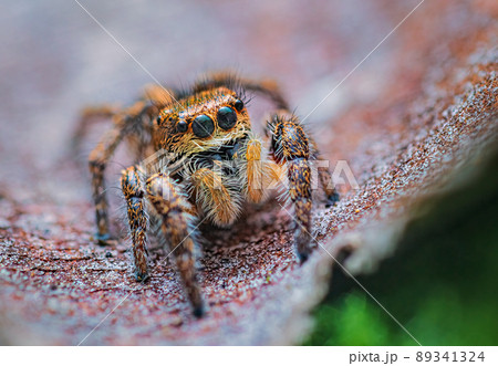 Spider portrait, jumping spider portrait - Pellenes tripunctatus Spider portrait, jumping spider portrait - Pellenes tripunctatus 89341324
