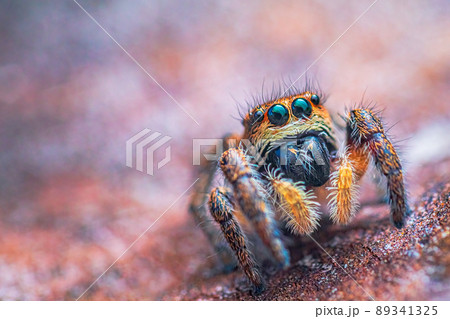 Spider portrait, jumping spider portrait - Pellenes tripunctatus 89341325