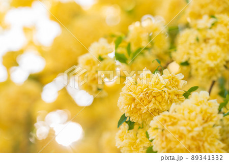 モッコウバラ 89341332