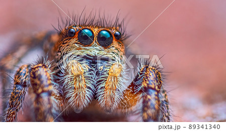 Spider portrait, jumping spider portrait - Pellenes tripunctatus Spider portrait, jumping spider portrait - Pellenes tripunctatus 89341340