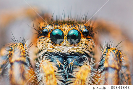 Spider portrait, jumping spider portrait - Pellenes tripunctatus Spider portrait, jumping spider portrait - Pellenes tripunctatus 89341348
