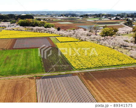 広大な西都原古墳の桜と菜の花の空撮 89341575