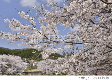 【奈良県宇陀市】宇陀川の桜並木 【奈良県宇陀市】宇陀川の桜並木 89341916