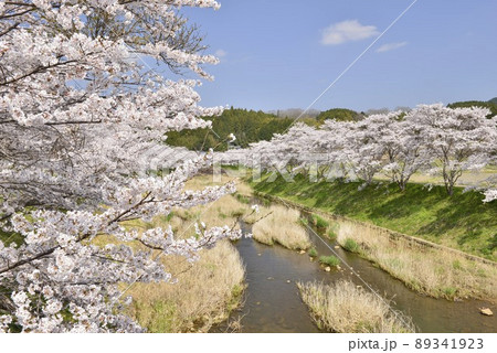 【奈良県宇陀市】宇陀川の桜並木 【奈良県宇陀市】宇陀川の桜並木 89341923