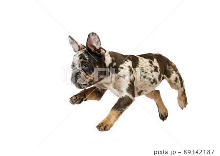 Potrait of cute puppy, dog, French Bulldog jumping, running, playing isolated over white studio background 89342187