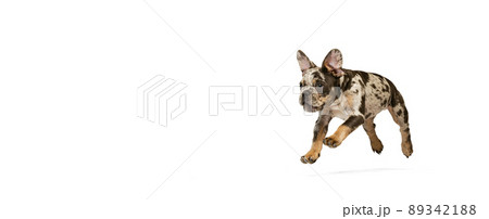 Portrait of beautiful of puppy, cute looking French Bulldog running, playing isolated over white studio background 89342188