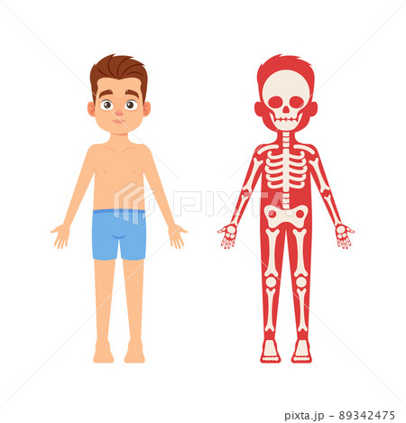 Anatomy, Medicine Science for Children Concept. Cute Boy Skeleton, Human Body Systems Educational Anatomy Infographics 89342475