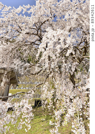 【奈良県東吉野村】宝蔵寺の枝垂れ桜 89342611