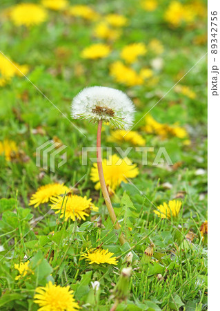 植物:タンポポ キク科 植物:タンポポ キク科 89342756