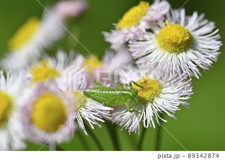 ヤブキリ（幼虫） 89342874