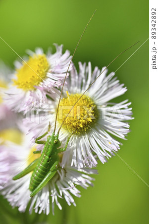 ヤブキリ（幼虫） 89342892