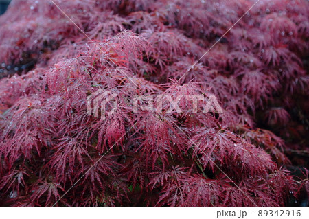 雨の中のイロハモミジ 雨の中のイロハモミジ 89342916