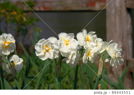 八重咲き 水仙 白色 八重咲き 水仙 白色 89343551