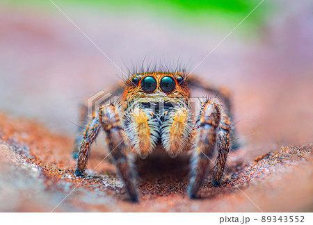 Spider portrait, jumping spider portrait - Pellenes tripunctatus Spider portrait, jumping spider portrait - Pellenes tripunctatus 89343552
