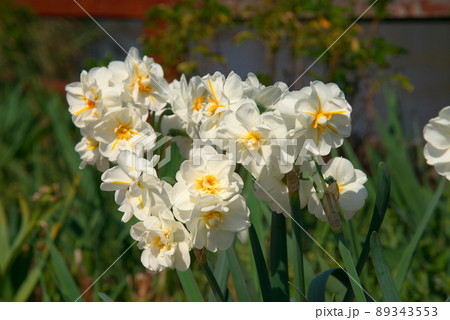 八重咲き　水仙　白色 89343553