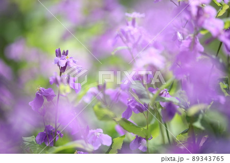 陽だまりに咲くムラサキハナナ 89343765
