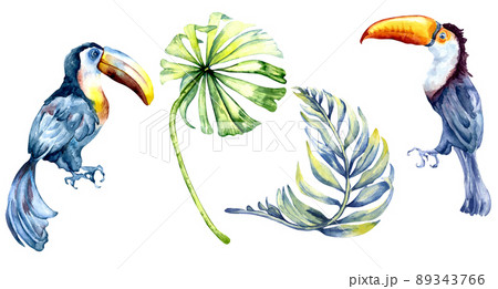 Toucans exotic birds, tropical leaves, palm watercolor illustration 89343766