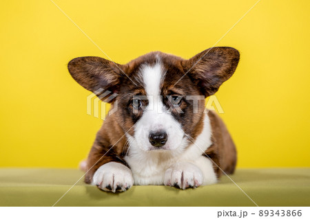 Welsh corgi puppy in studio Welsh corgi puppy in studio 89343866