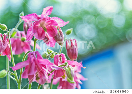 Blooming purple bluebells Blooming purple bluebells 89343940