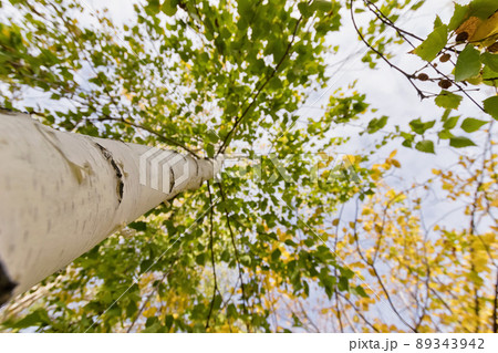 The trunk of a birch. The view from the bottom up. Autumn. The trunk of a birch. The view from the bottom up. Autumn. 89343942