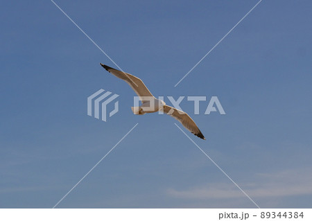 Seagull in blue sky, Italy, Campania, Naples Seagull in blue sky, Italy, Campania, Naples 89344384