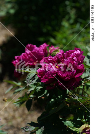 ぼたん（薄赤） 89344498