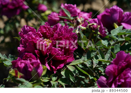 ぼたん（薄赤） 89344500