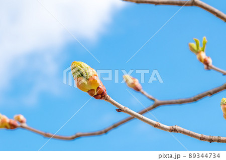 Branch of blossoming horse chestnut (Aesculus) flower bud. Branch of blossoming horse chestnut (Aesculus) flower bud. 89344734