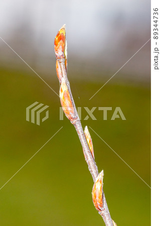 Branch with leaf buds of Carpinus betulus Fastigiata. 89344736