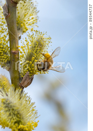 Branch with male catkins and bee. Branch of Salix caprea. Branch with male catkins and bee. Branch of Salix caprea. 89344737