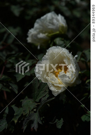 ぼたん(白) ぼたん(白) 89344969