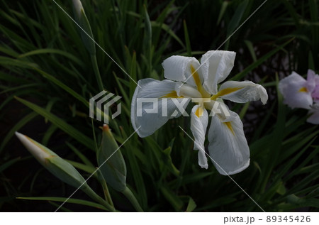花菖蒲 白 花菖蒲 白 89345426