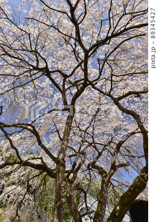 【奈良県東吉野村】宝蔵寺の枝垂れ桜 89345427