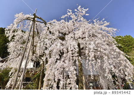 【奈良県東吉野村】宝蔵寺の枝垂れ桜 【奈良県東吉野村】宝蔵寺の枝垂れ桜 89345442