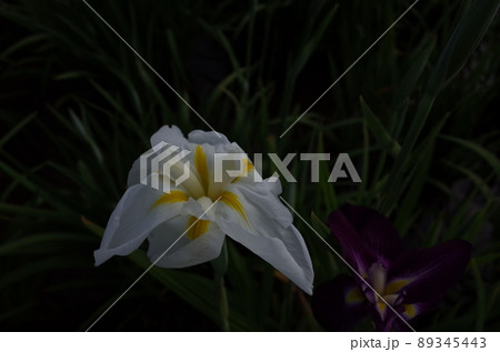 花菖蒲 白 花菖蒲 白 89345443