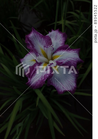 花菖蒲 白紫縁取 花菖蒲 白紫縁取 89345522