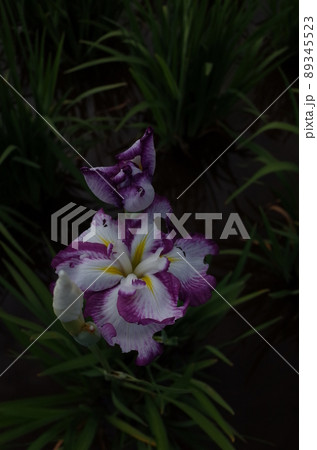 花菖蒲 白紫縁取 花菖蒲 白紫縁取 89345523